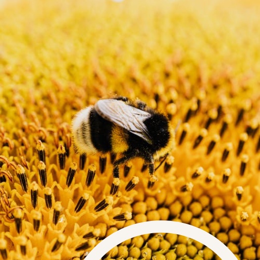 close up of bumble bee collecting pollen from flower head